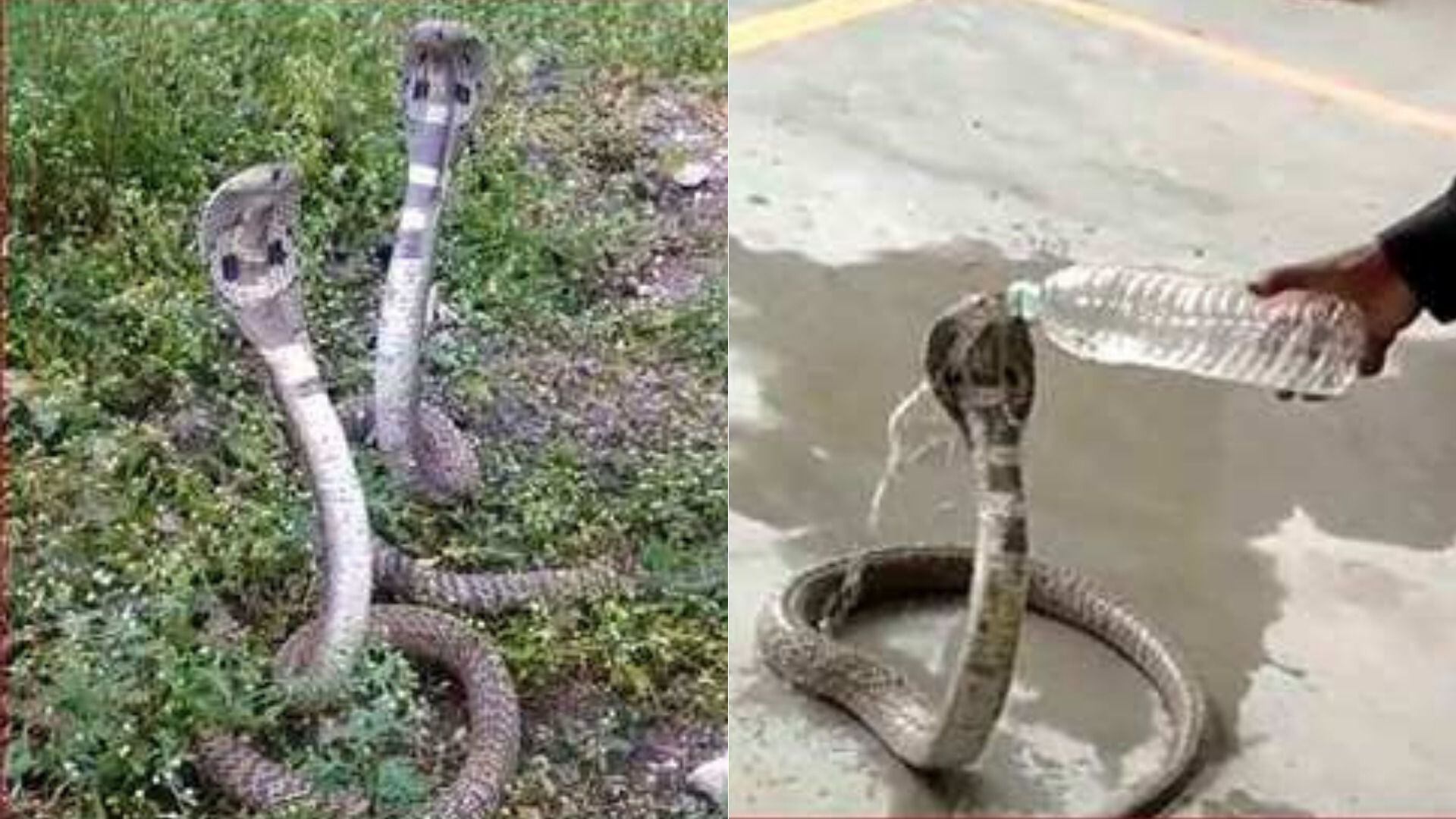 Desespero! Criança é picada após pisar em serpente venenosa; vídeo, Curiosidades