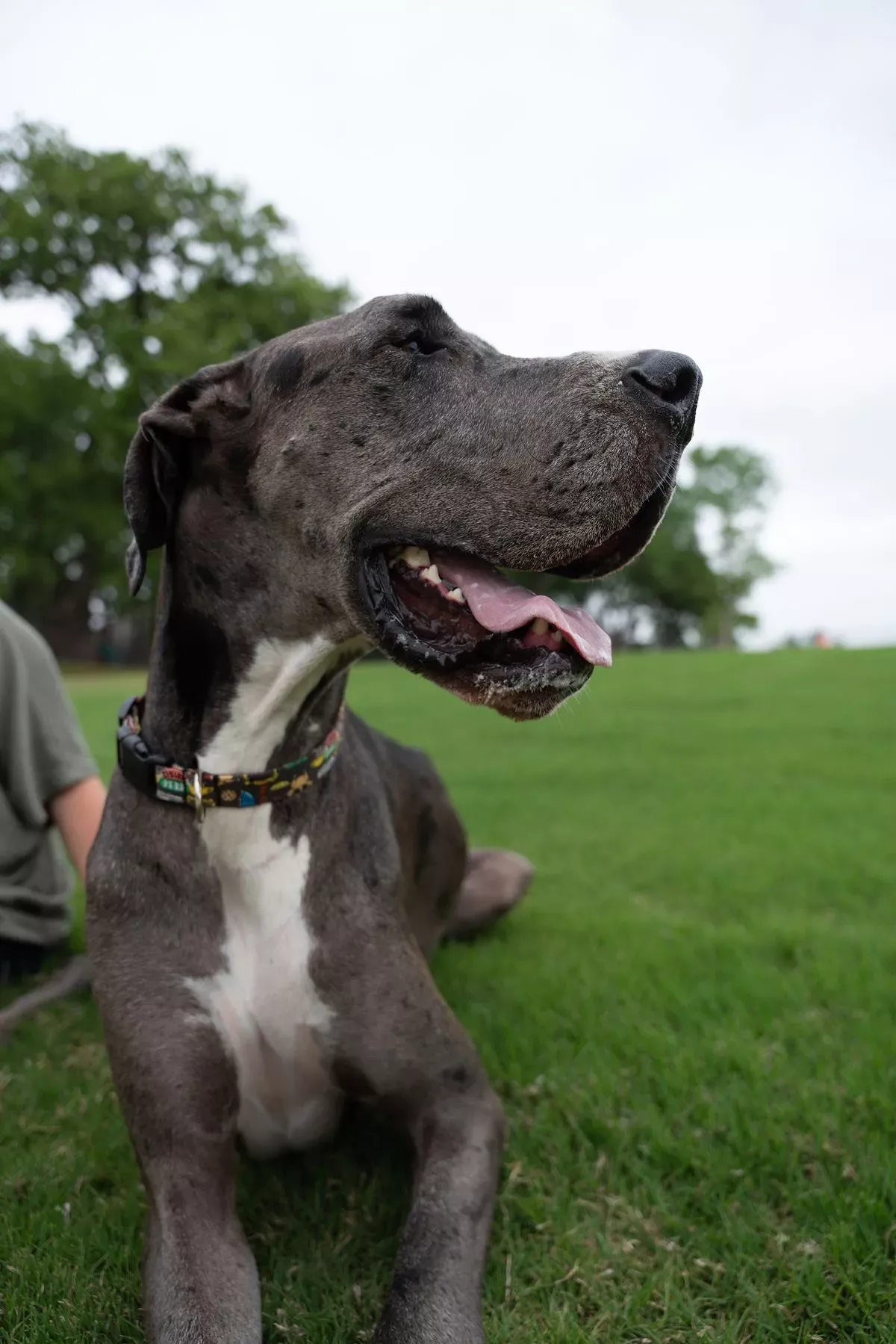 Dogue alemão nos Estados Unidos ganha título de “cachorro mais