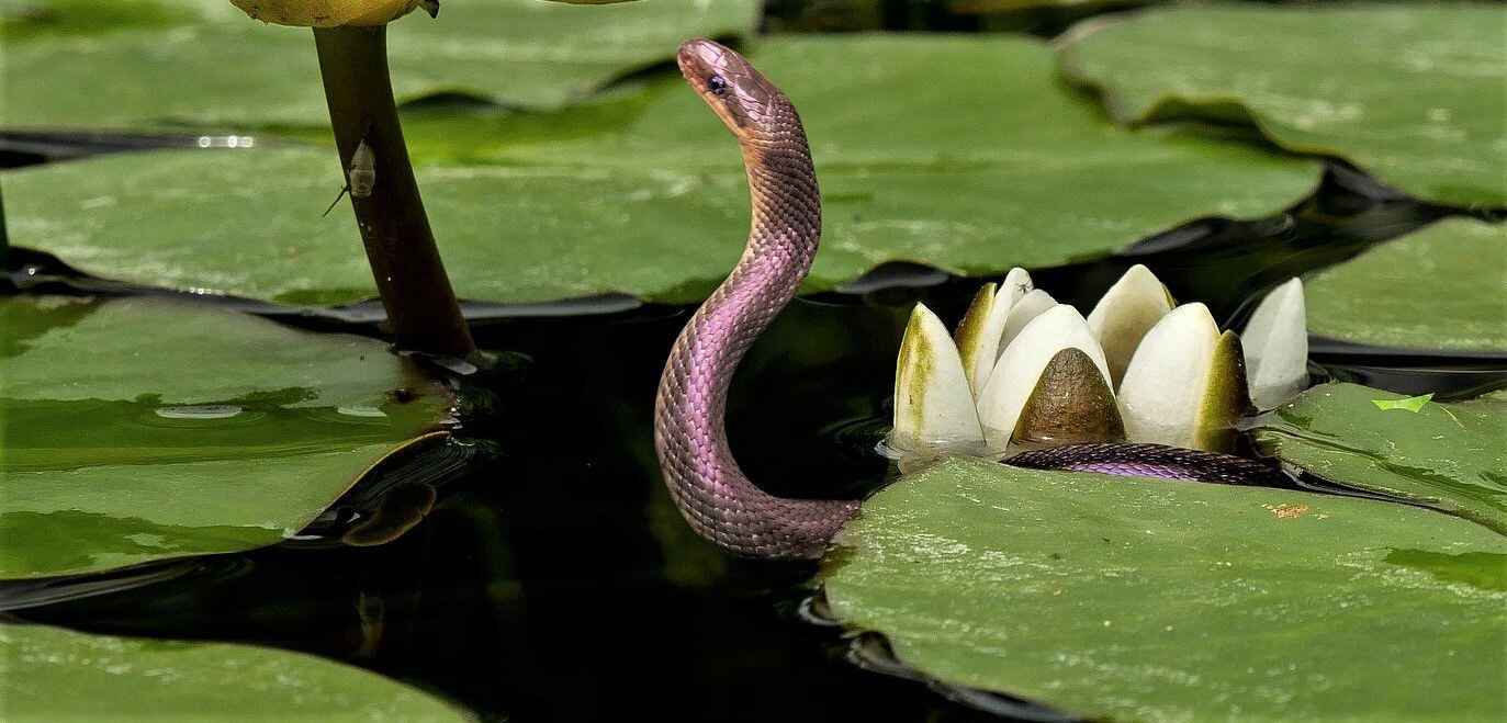 Galinha luta bravamente contra serpente perigosa para salvar