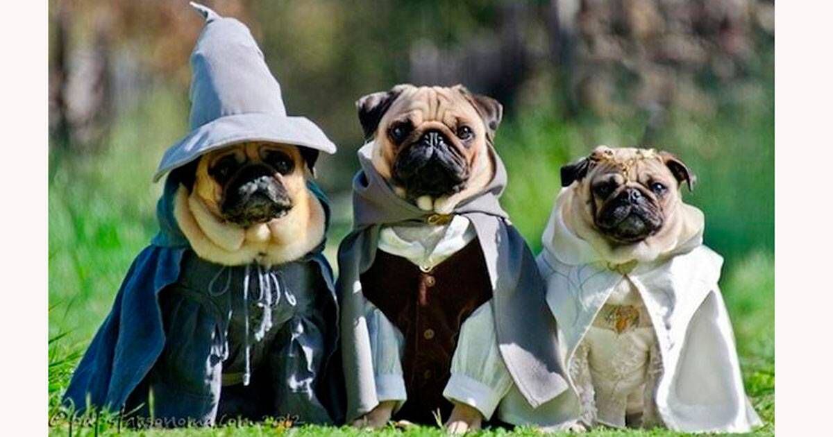 Conheça os principais nomes de pets inspirados no universo geek - Estadão