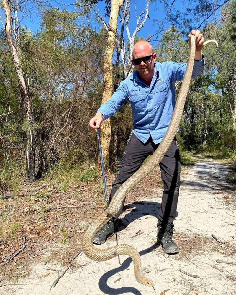 Australiana chama resgate para capturar cobra de borracha