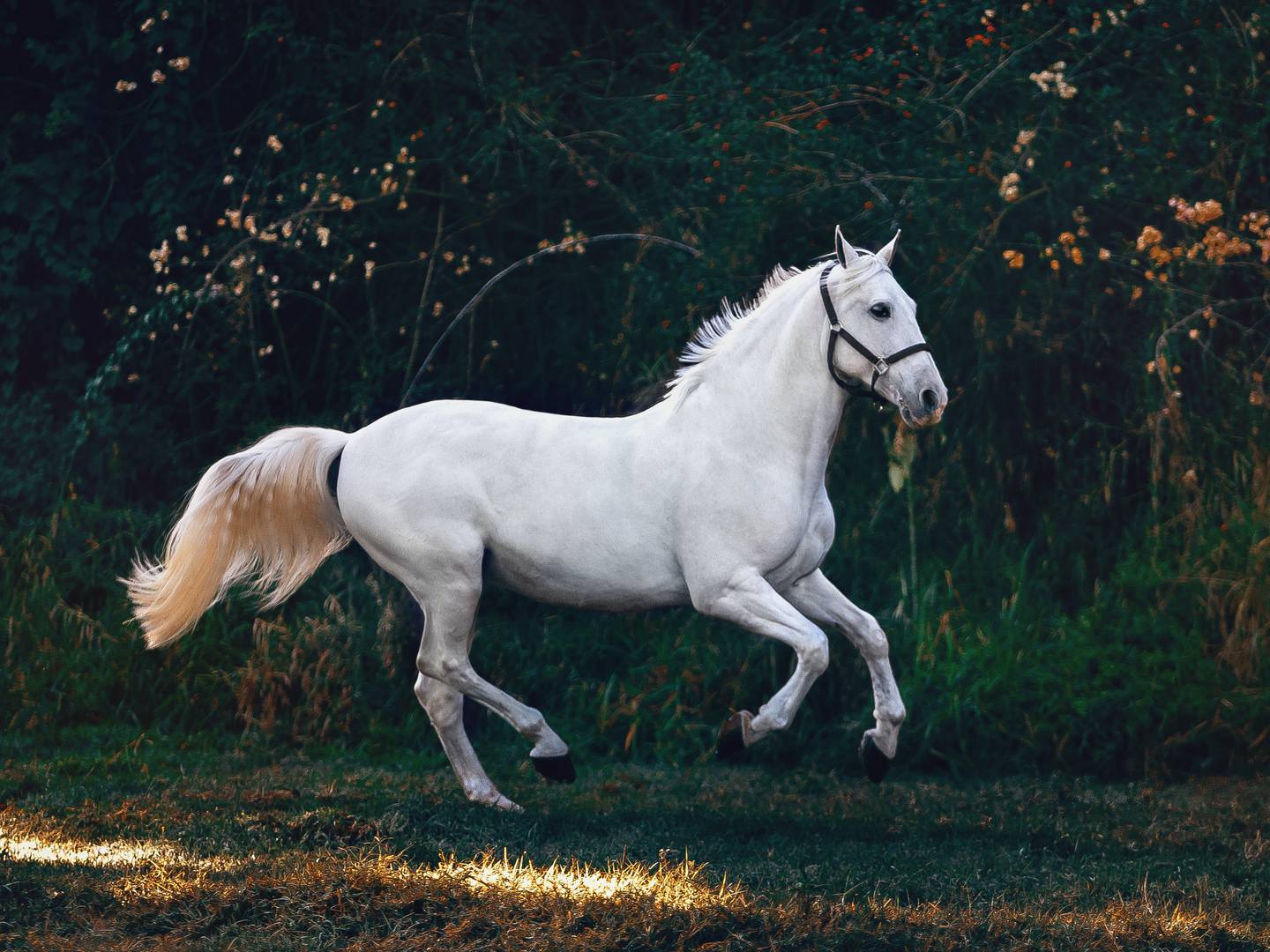 Sonhar com cavalo marrom – Qual é o significado desse sonho?