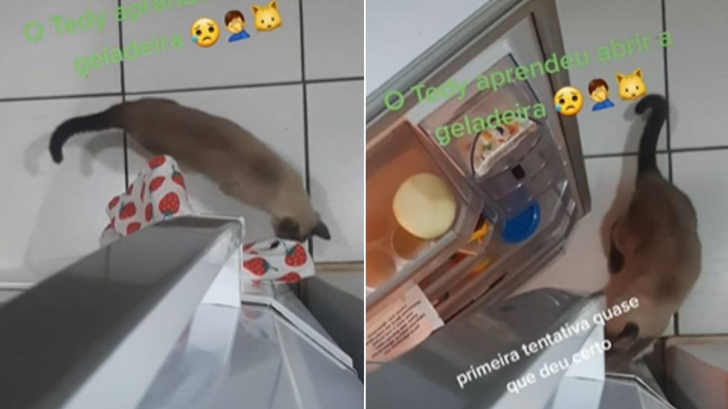 Vídeo de gato ninja que abre a geladeira sozinho faz sucesso na web