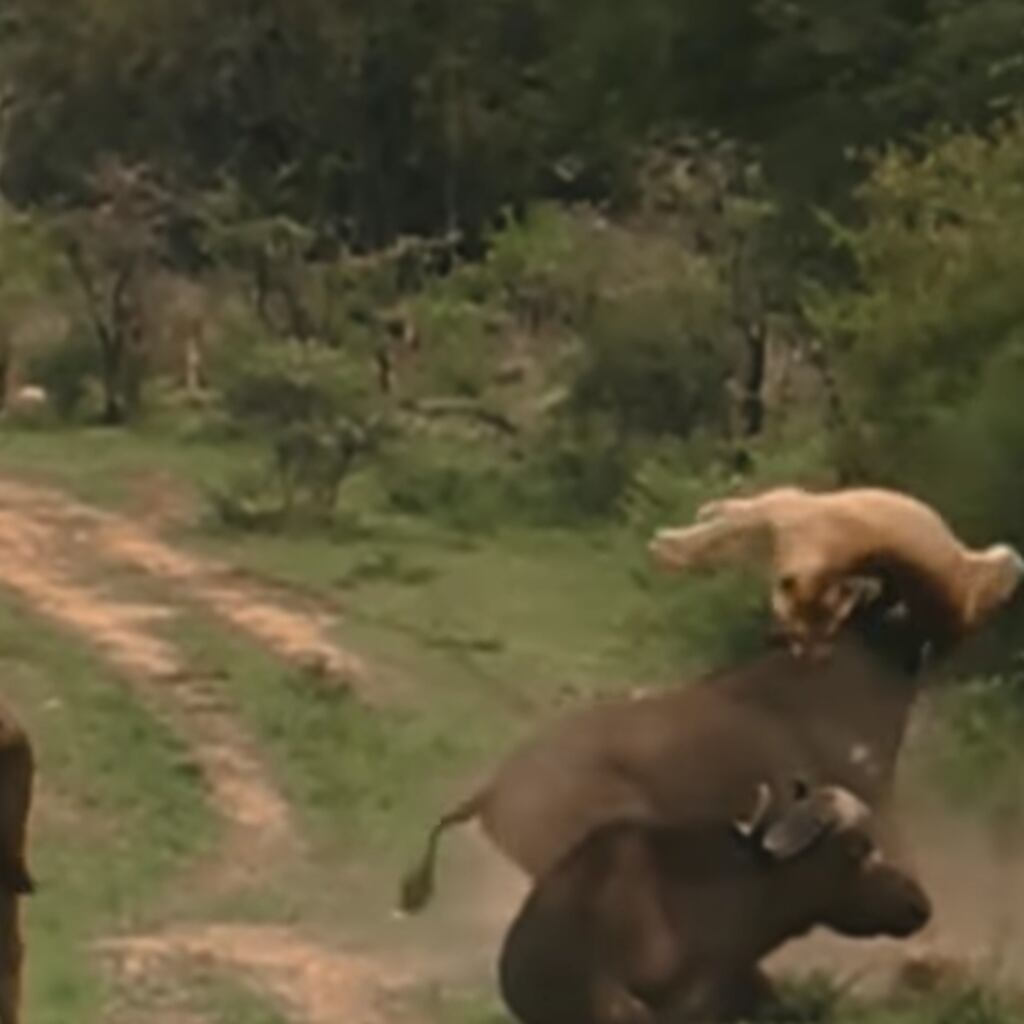 Búfalo mata cavalo e fere peão em ataque de fúria no Pantanal - Interior -  Campo Grande News