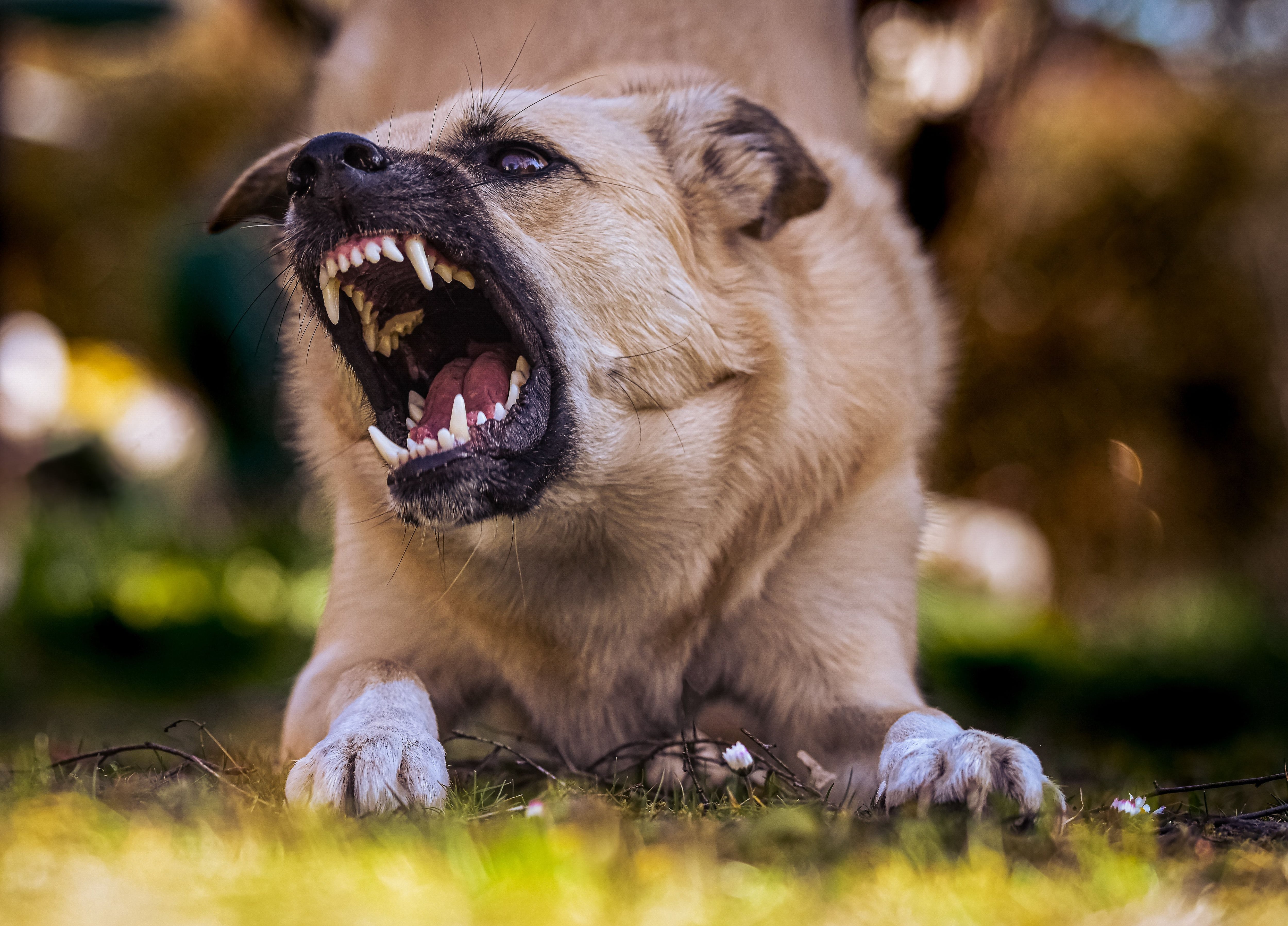 Verdade ou mito: algumas raças de cães são realmente mais perigosas do que  outras? – Metro World News Brasil