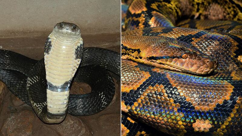 pygame: Aumentando o tamanho da cobra e modificando cores