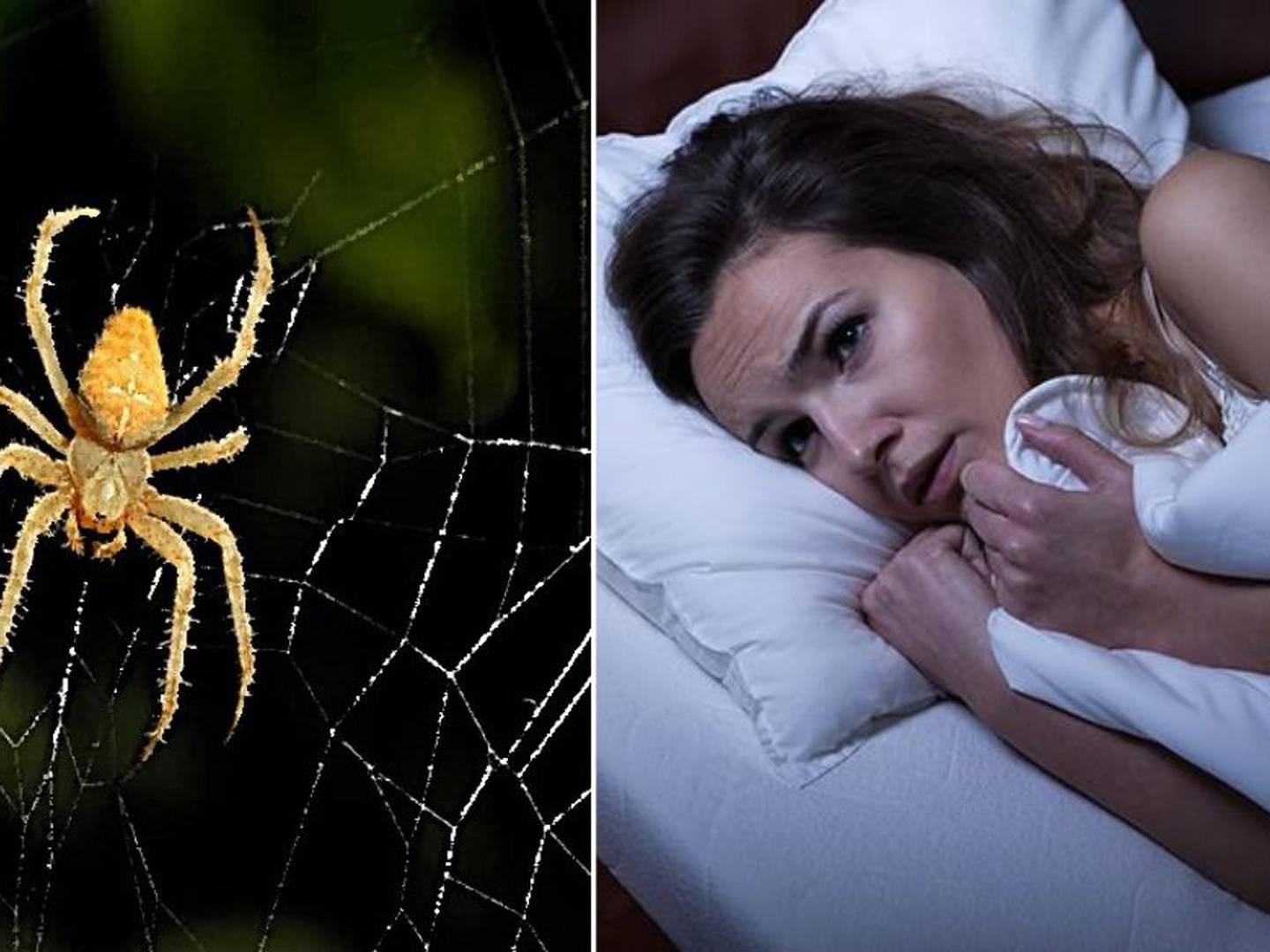 Significado de Sonhar Com Aranha  Especies de aranhas, Significado dos  sonhos, Aranha
