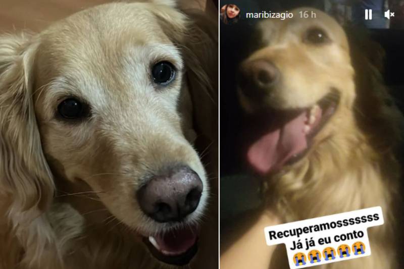 Cadela pega dentadura enquanto avó de sua dona cochila após o almoço: 'Bem  sorrateira' - Brasil - Extra Online