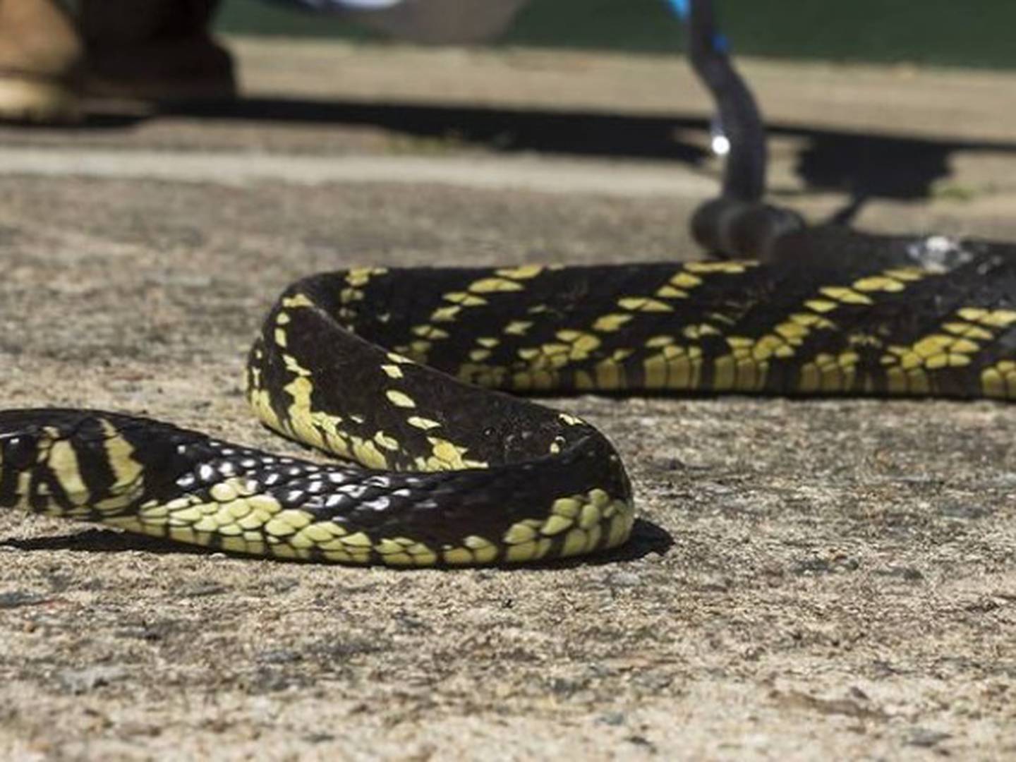 Mitos e Verdades sobre as serpentes - Parque Ecológico Imigrantes