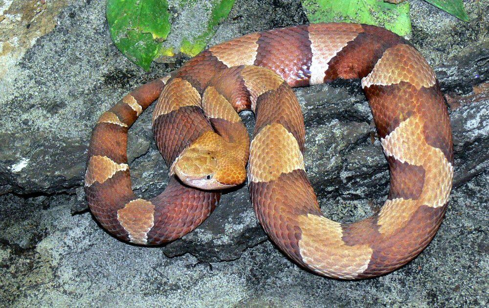 Galinha luta bravamente contra serpente perigosa para salvar