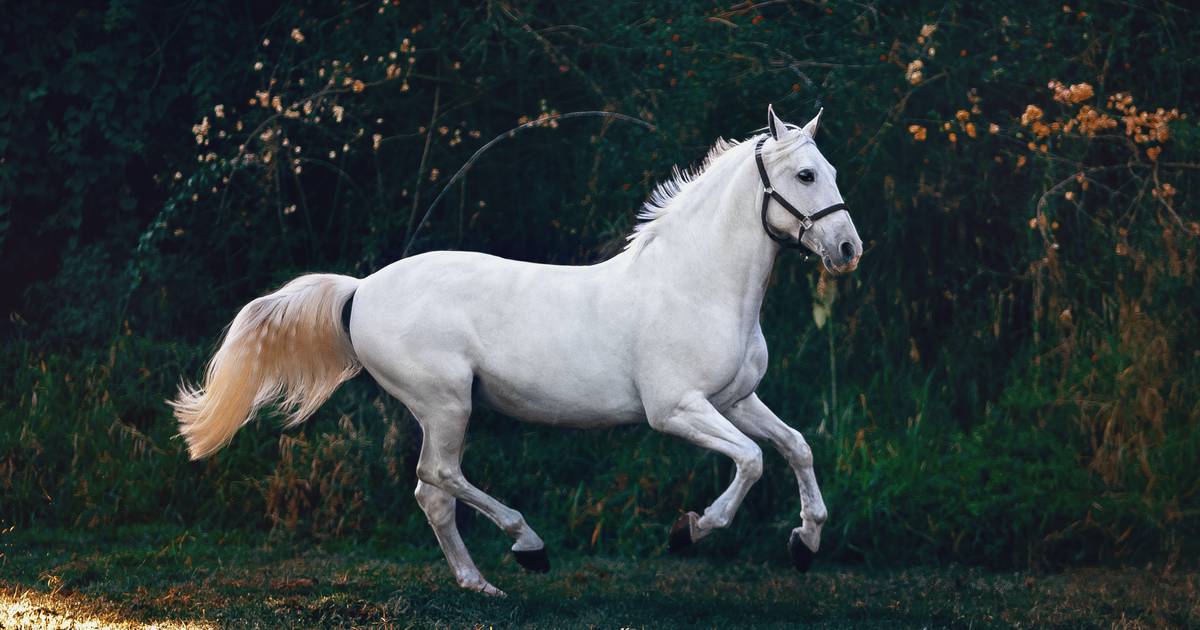 O que significa sonhar com cavalo? branco, preto, marrom, bravo e mais