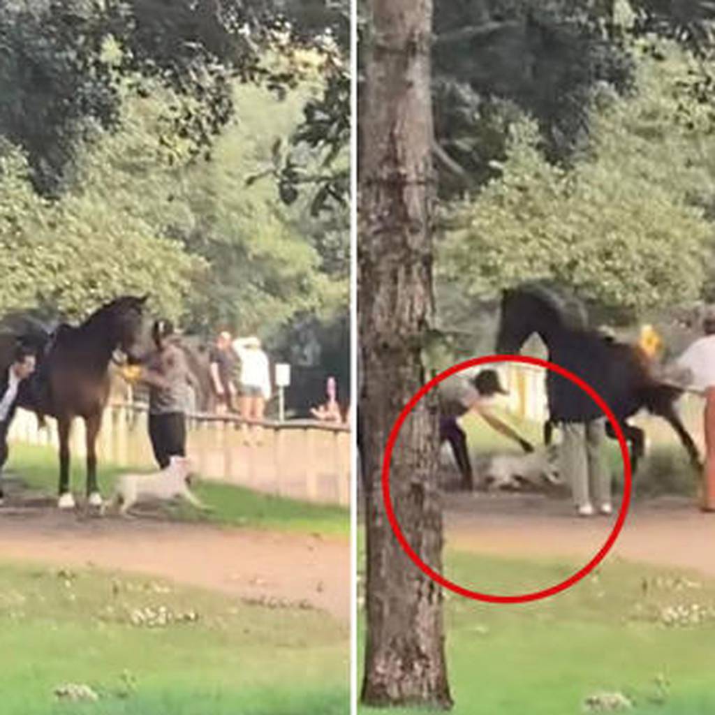 Em Cordisburgo, homem mata cachorro a machadadas após o mesmo atacar cavalo