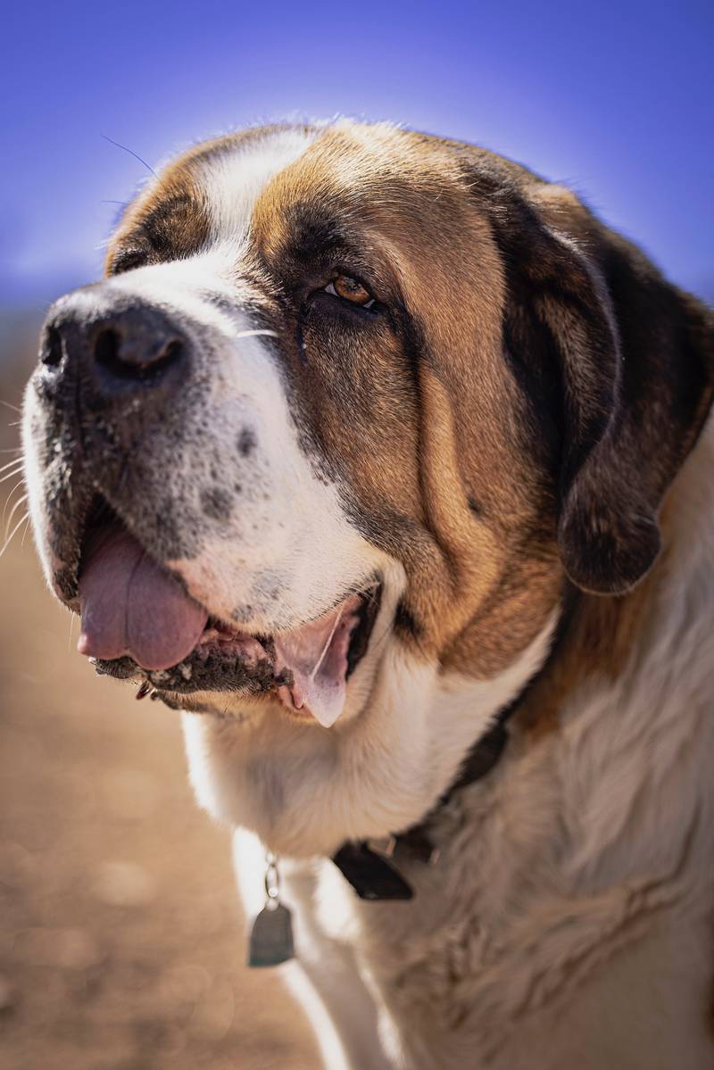 Cães gigantes! Essas são as maiores raças caninas do mundo – Metro