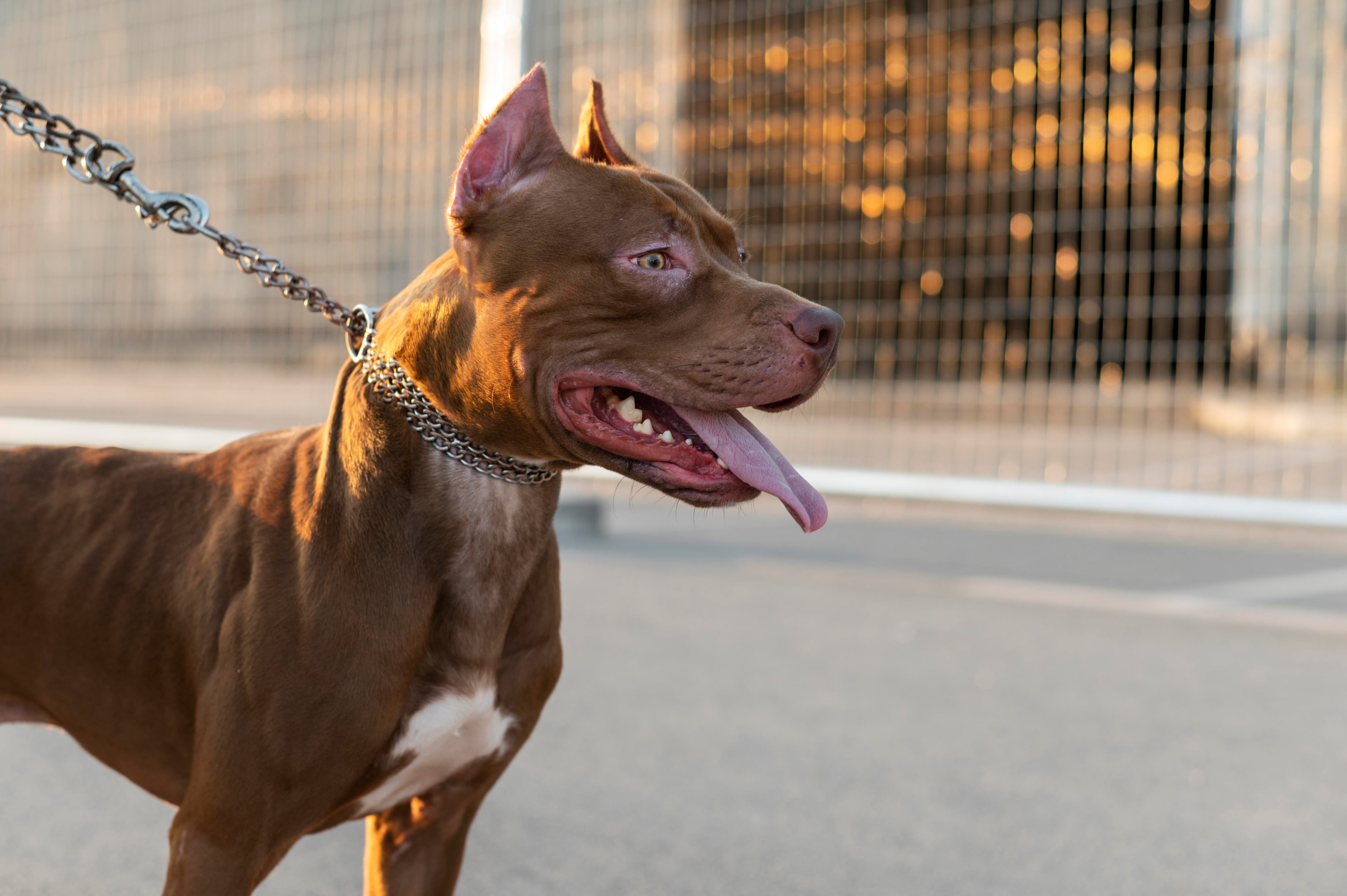 Mulher tem reação inesperada ao ver um homem passeando com cão da raça  pitbull – Metro World News Brasil