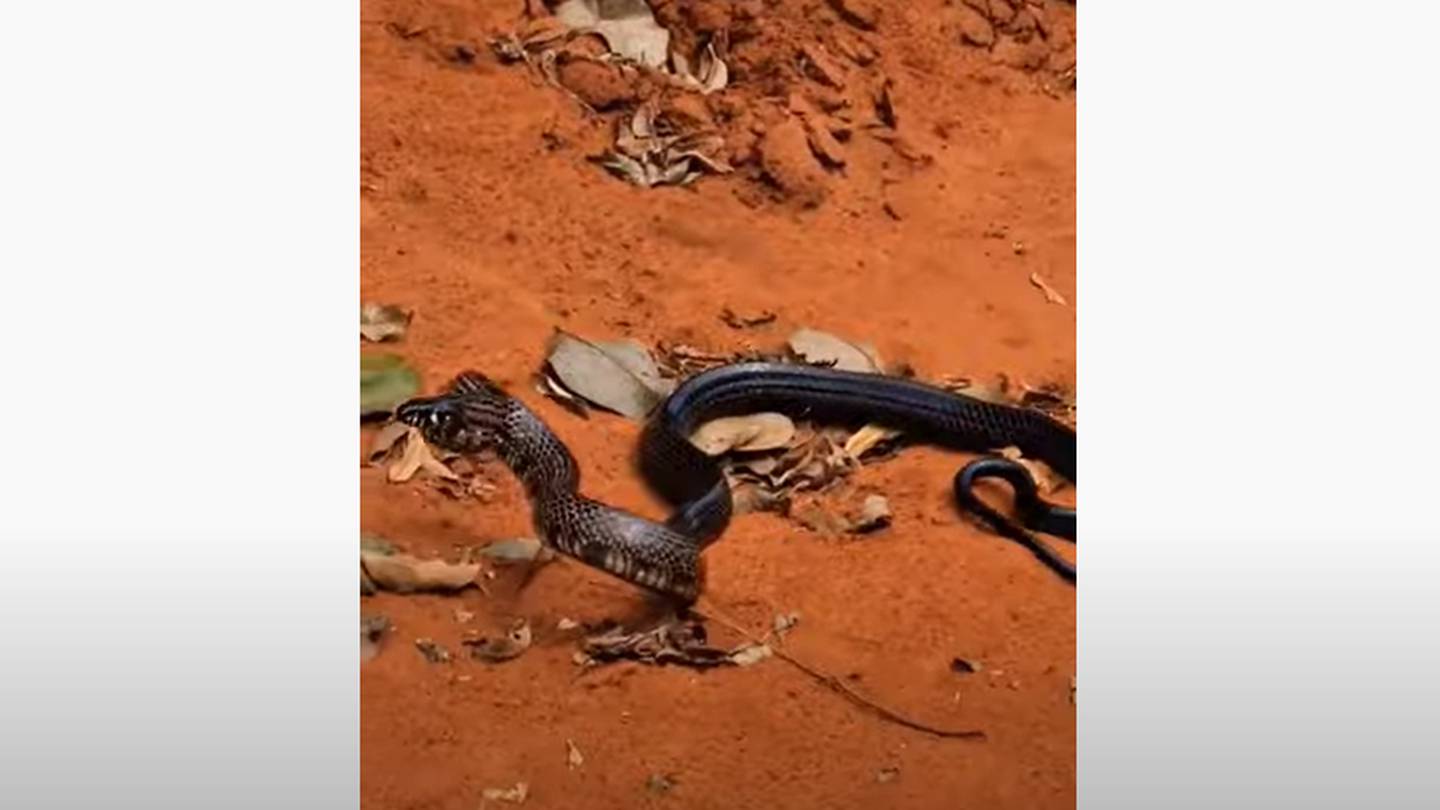 Vídeo mostra cobra caninana que sempre volta na mesma casa; 'a gente até já  acostumou' – Metro World News Brasil