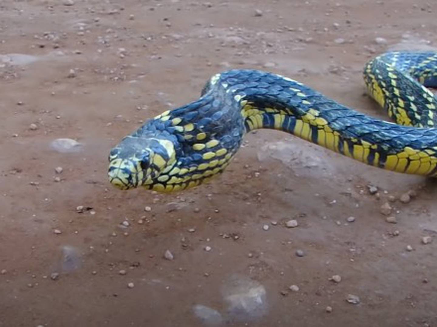 Como prevenir picada de cobra - Save The Snakes