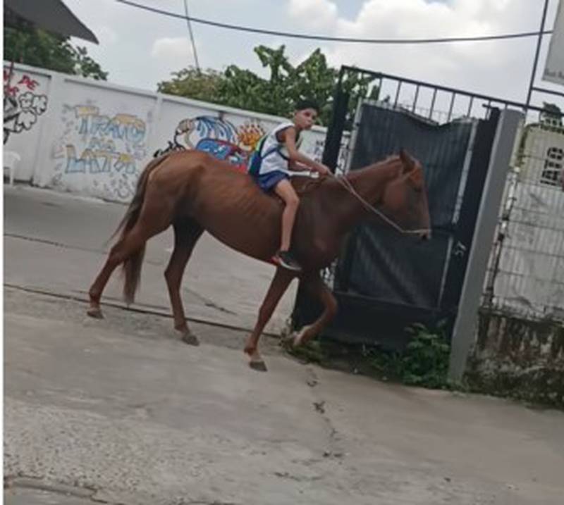 Menina de 5 anos é tão encantada por cavalos que leva um escondido para seu  quarto (vídeo)