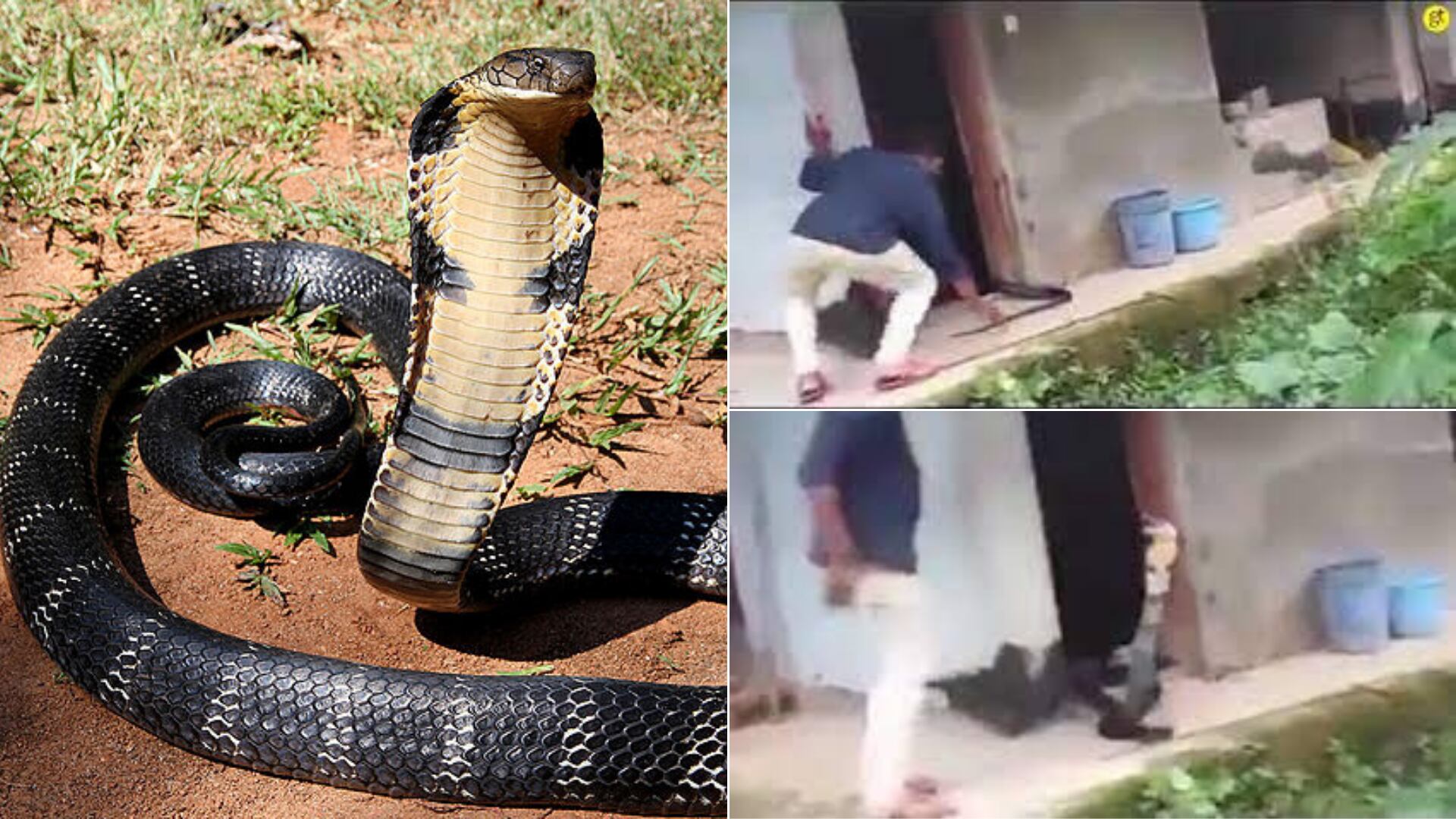 VÍDEO: Cobra mortal se esconde em impressora e é confundida com brinquedo:  'Sorte que ela viu