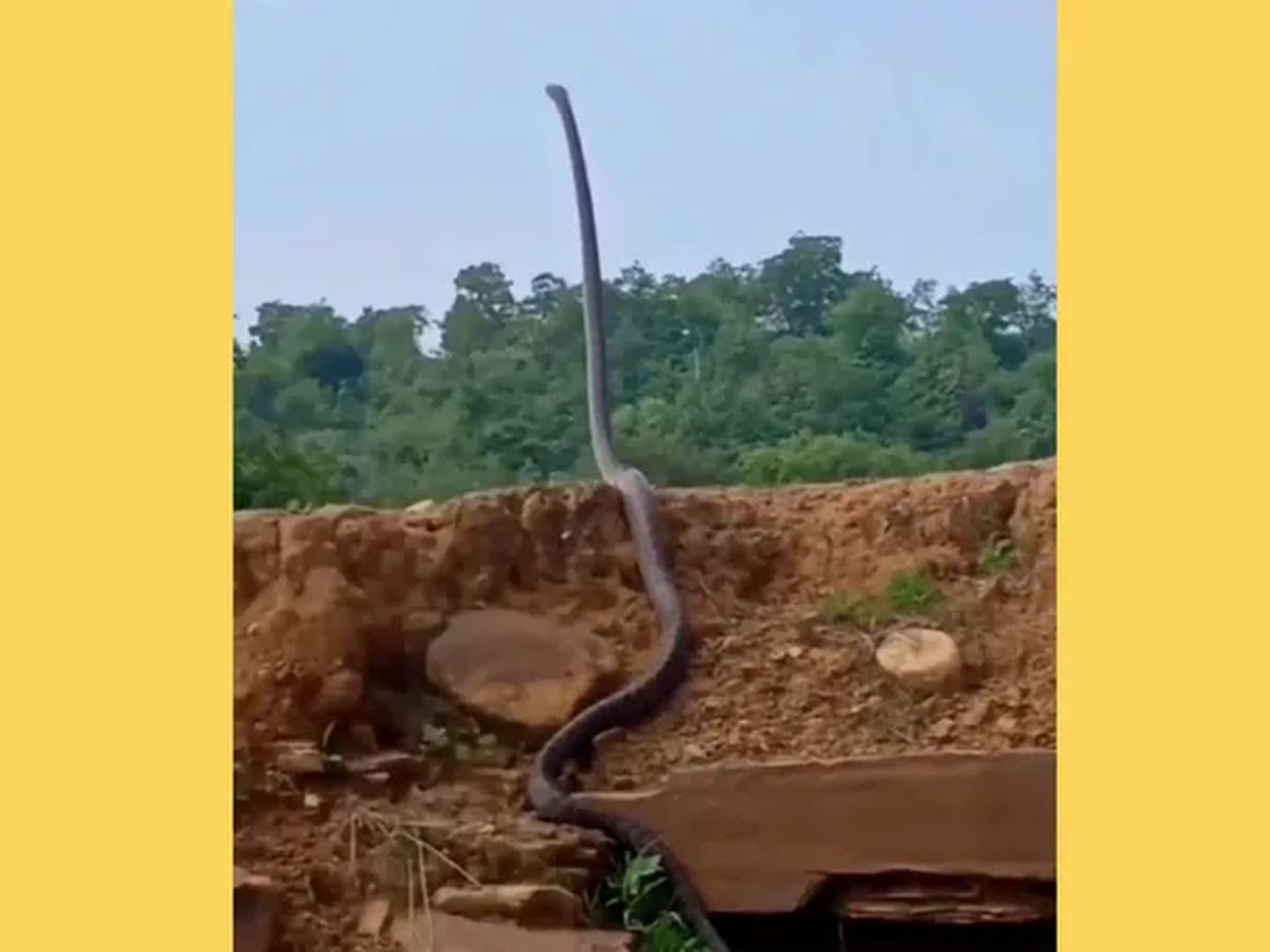 Serpente se arrasta por parede imitando 'jogo da cobrinha' (VÍDEO