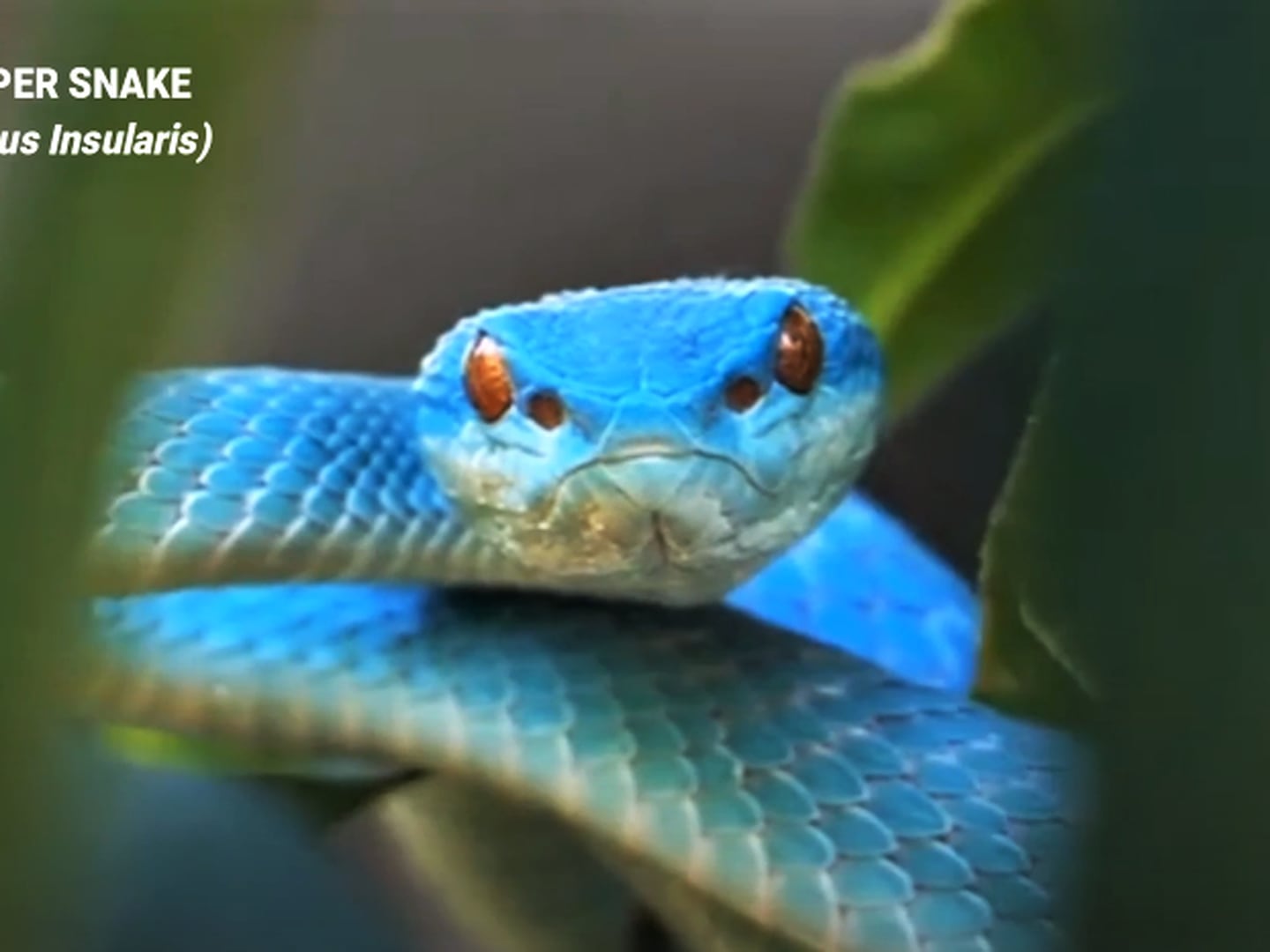 cobra azul animal｜Pesquisa do TikTok