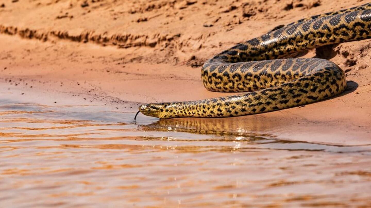 Cobra caninana no Pantanal: veja nossa galeria de fotos