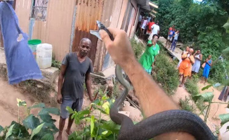 Vídeo mostra cobra caninana que sempre volta na mesma casa; 'a gente até já  acostumou' – Metro World News Brasil