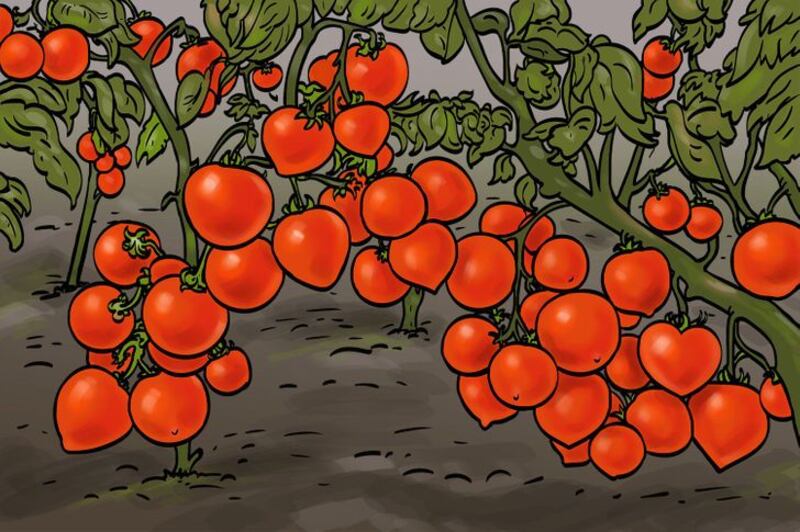 Desafio visual hard: há um coração camuflado entre os tomates e você tem 6 segundos para achá-lo