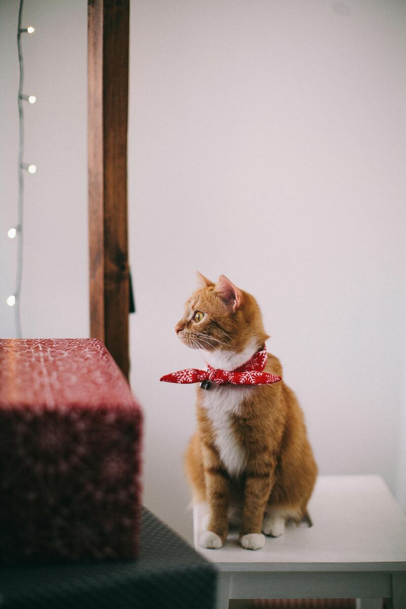 Gatito con traje navideño