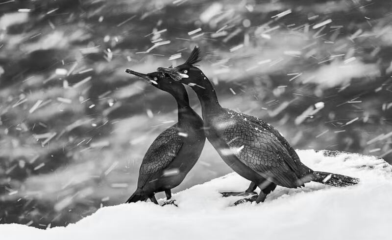 Cormorões europeus, aves marinhas de tamanho médio que fazem parte da família dos corvos-marinhos, na ilha de Hornoya, na Noruega. — Foto: Mohammad Mirza/Sony World Photography Awards 2024