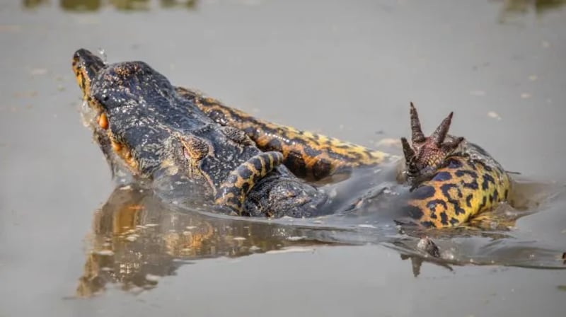 Sucuri esmaga jacaré.