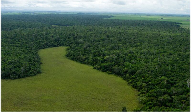 Vista panorâmica da Estação Ecológica de Guaxindiba