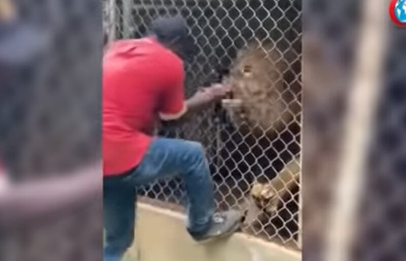 Homem tenta acariciar leão e tem dedo arrancado em zoológico