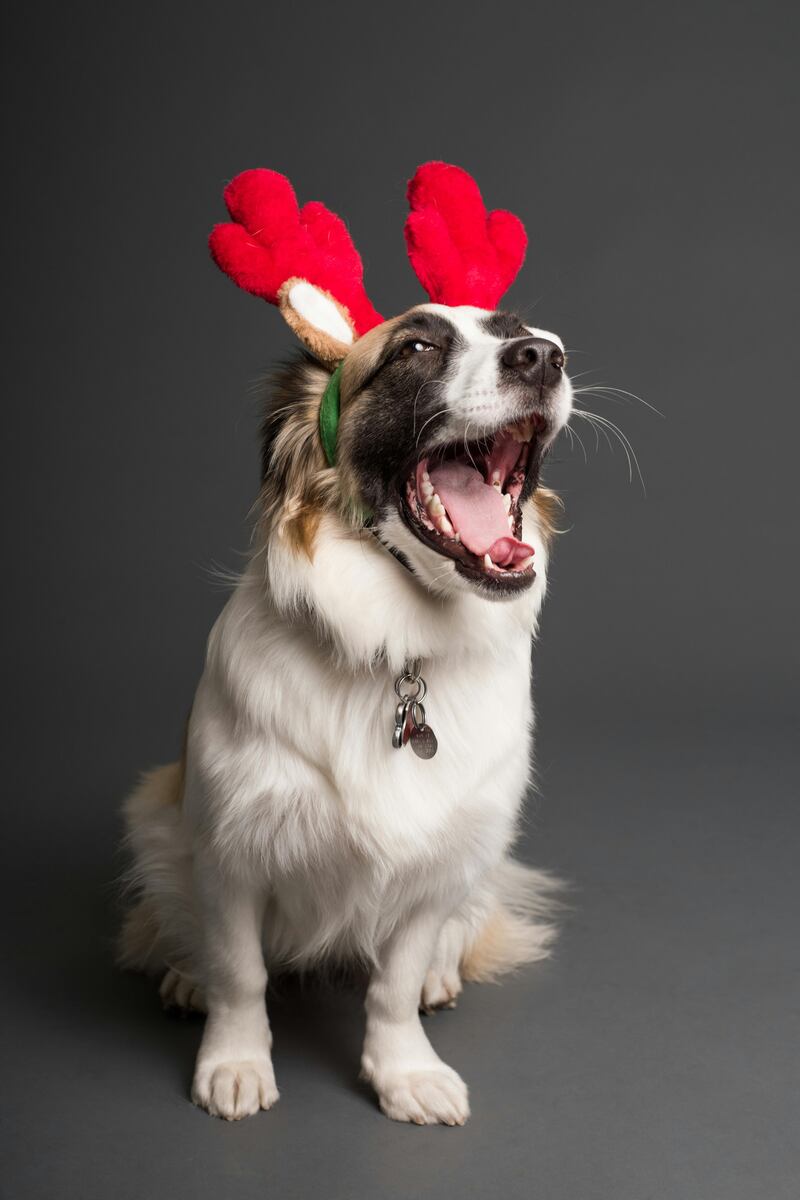 Mascota con accesorios navideños