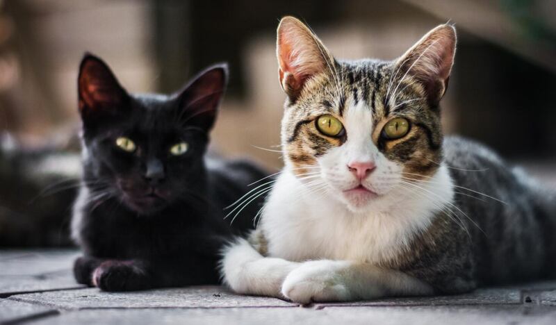 Los gatos son de las mascotas más adorables