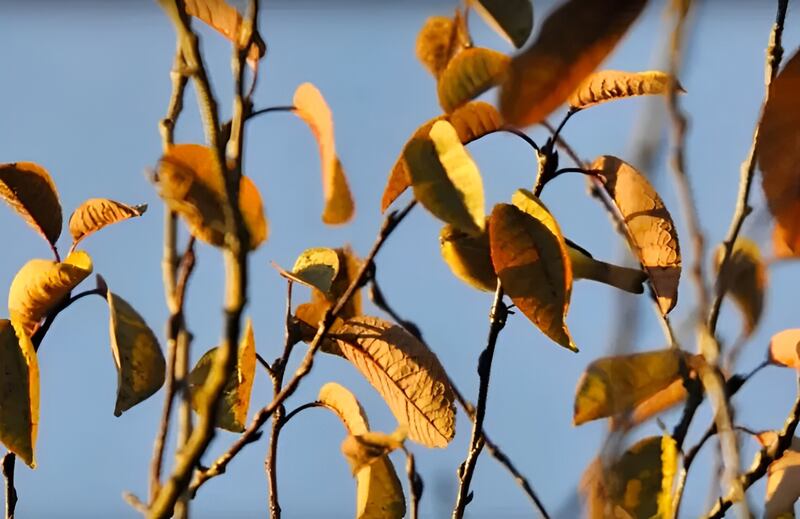 Olhos afiados: é preciso ter uma visão certeira para encontrar o animal escondido