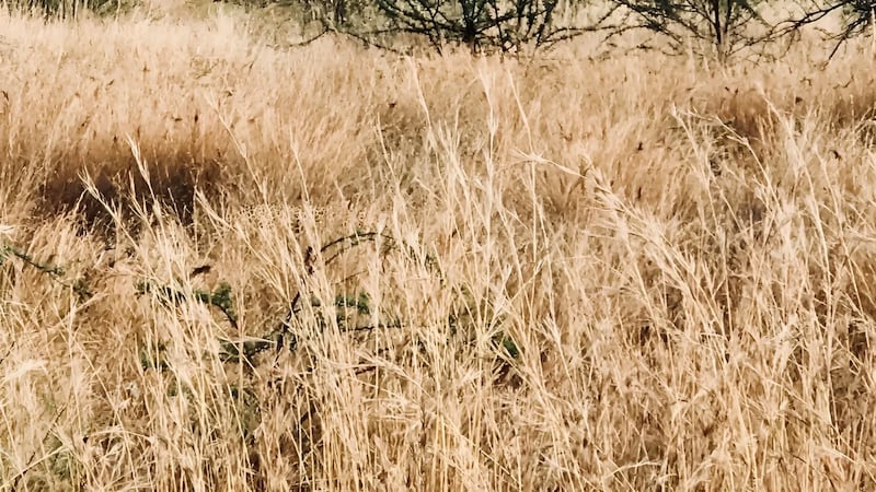 Qual animal está escondido nesta imagem? Você consegue responder em 30 segundos?