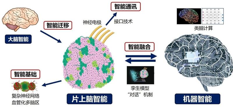 El “cerebro-en-chip” es una de las ramas emergentes más importantes de las interfaces cerebro-máquina.