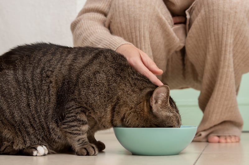 Sobrepeso en perros y gatos