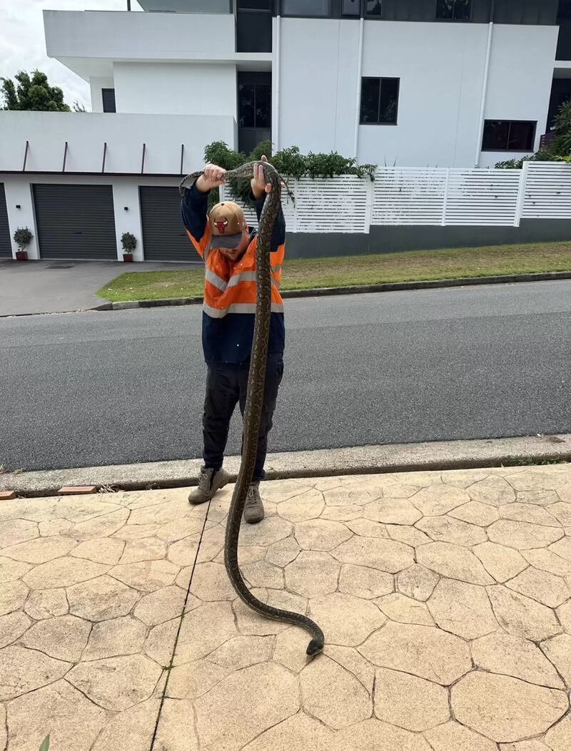 Snake Catchers Brisbane & Gold Coast