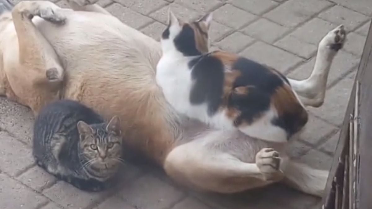 Gato usa cachorro de cama e viraliza