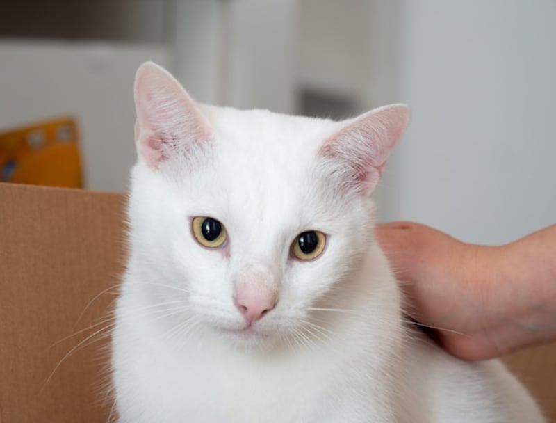 La mano de una persona acaricia a un gato blanco