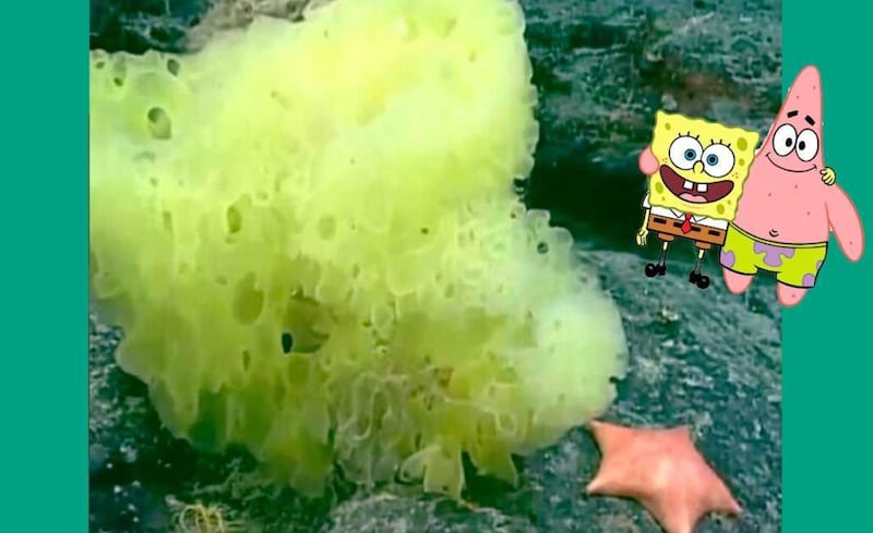 Bob Esponja