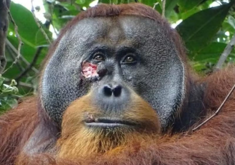 Pela primeira vez, orangotango é visto se automedicando com planta para curar ferida
