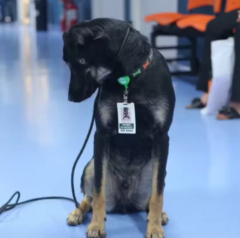 O vira-lata Ademar foi adotado pelo Hospital Dia Cidade Ademar, na Zona Sul de São Paulo, e se tornou o primeiro cachorro hospitalar da rede municipal de saúde.