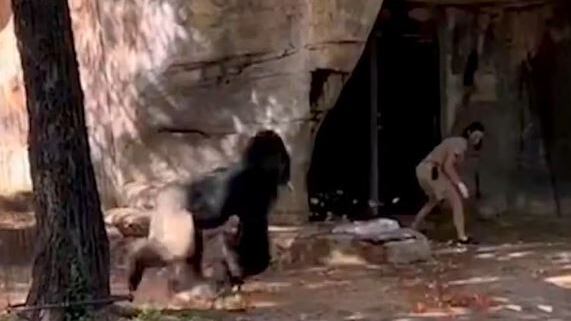 Gorila persegue tratadora