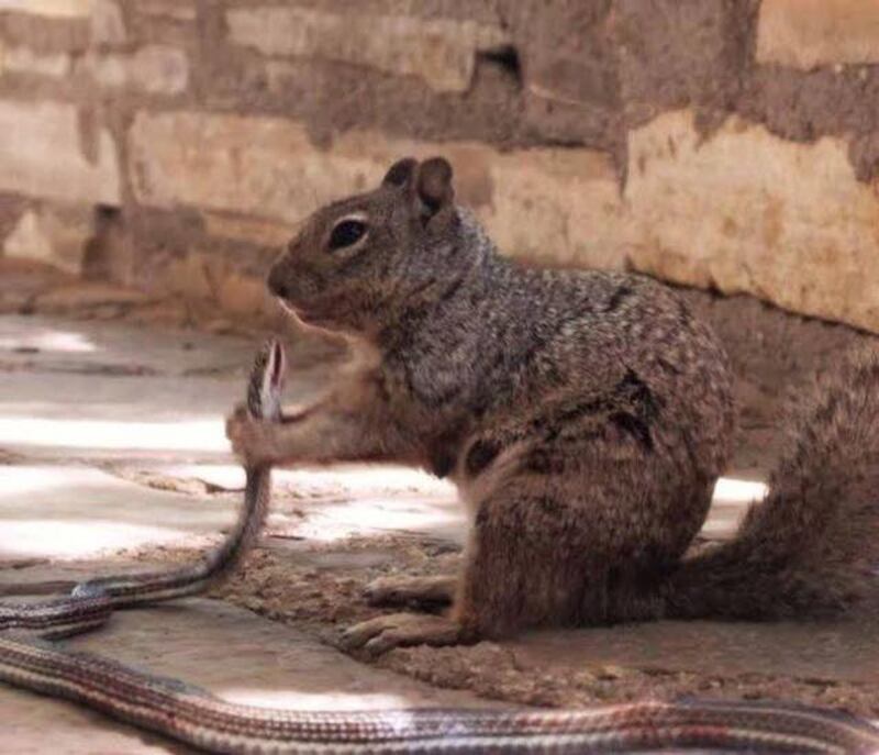 Esquilo comendo cobra.