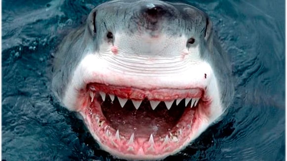Ataques de tubarão-branco costumam ser fatal