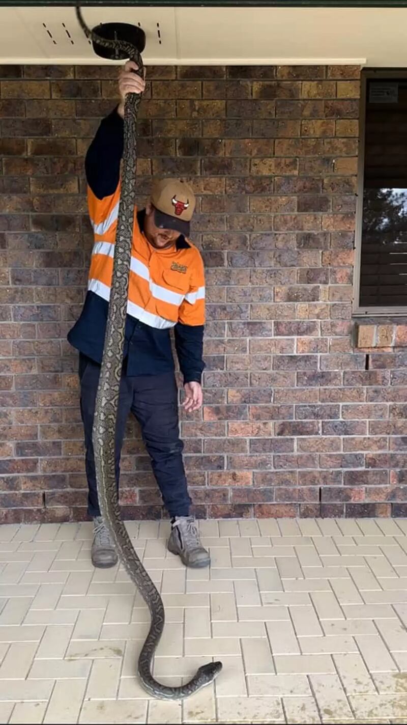 Snake Catchers Brisbane & Gold Coast