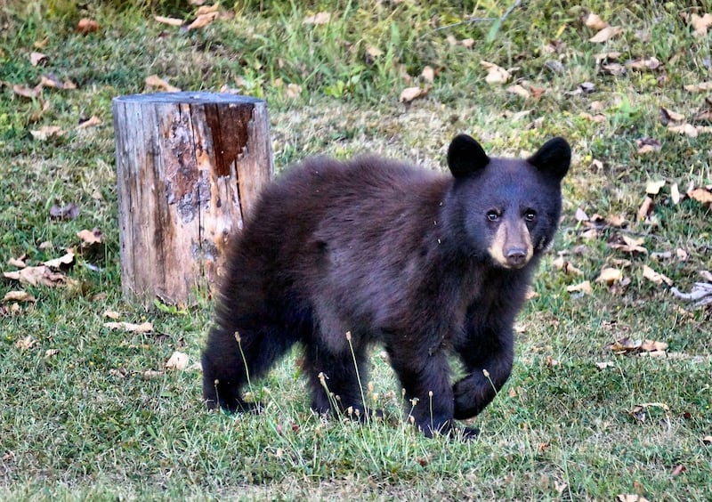 Urso invade propriedade nos EUA