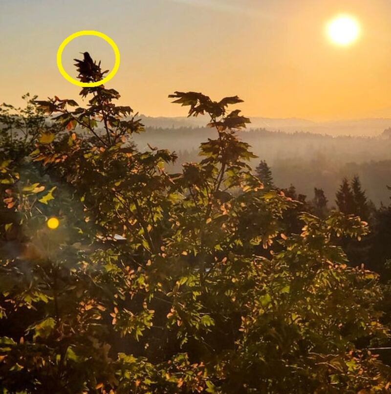 A foto ‘esconde’ um pássaro e é preciso uma ótima visão para achá-lo. Você consegue?